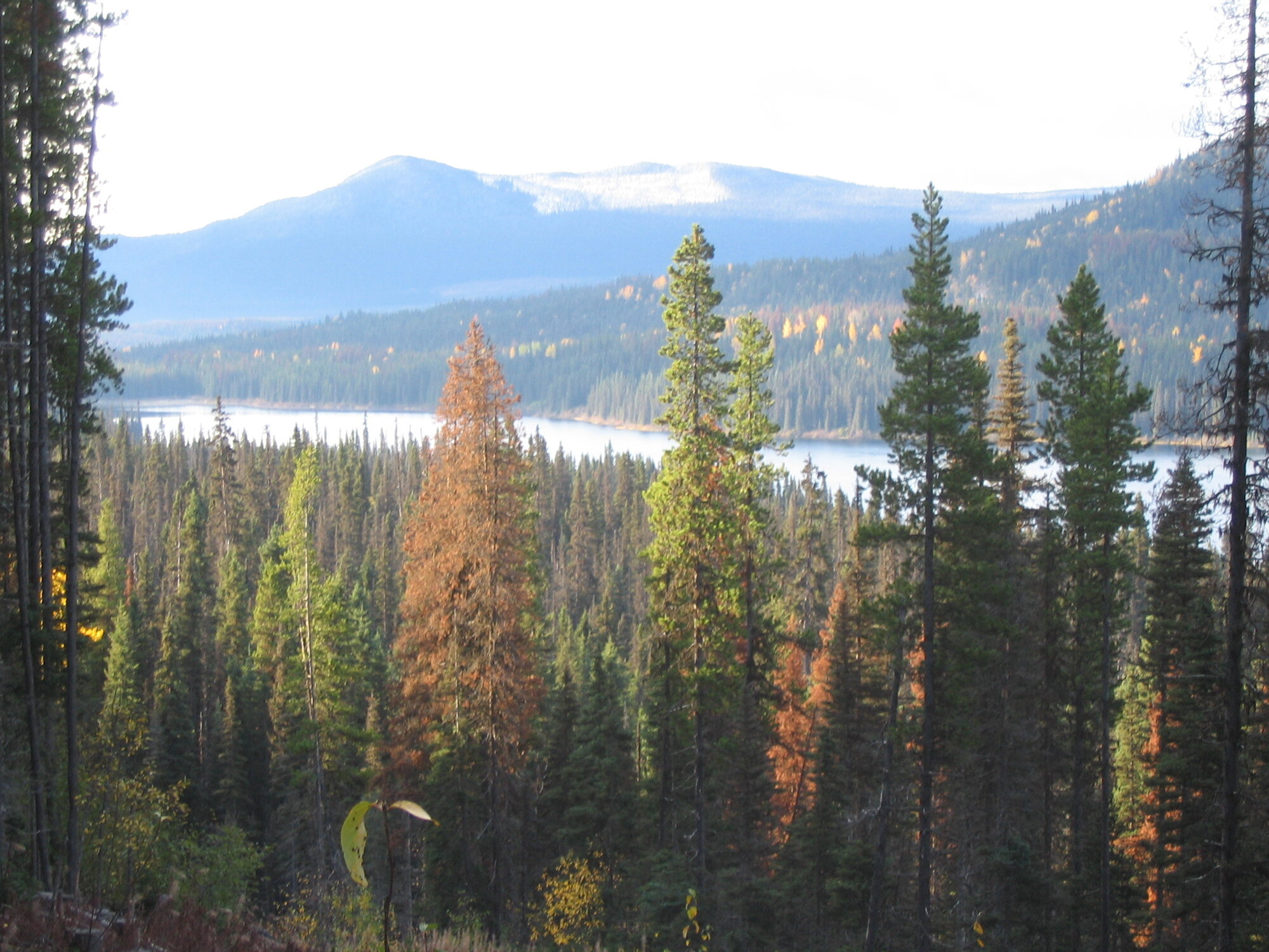 Albert Lake and surrounding autumn forest on the Indata property, October 2008